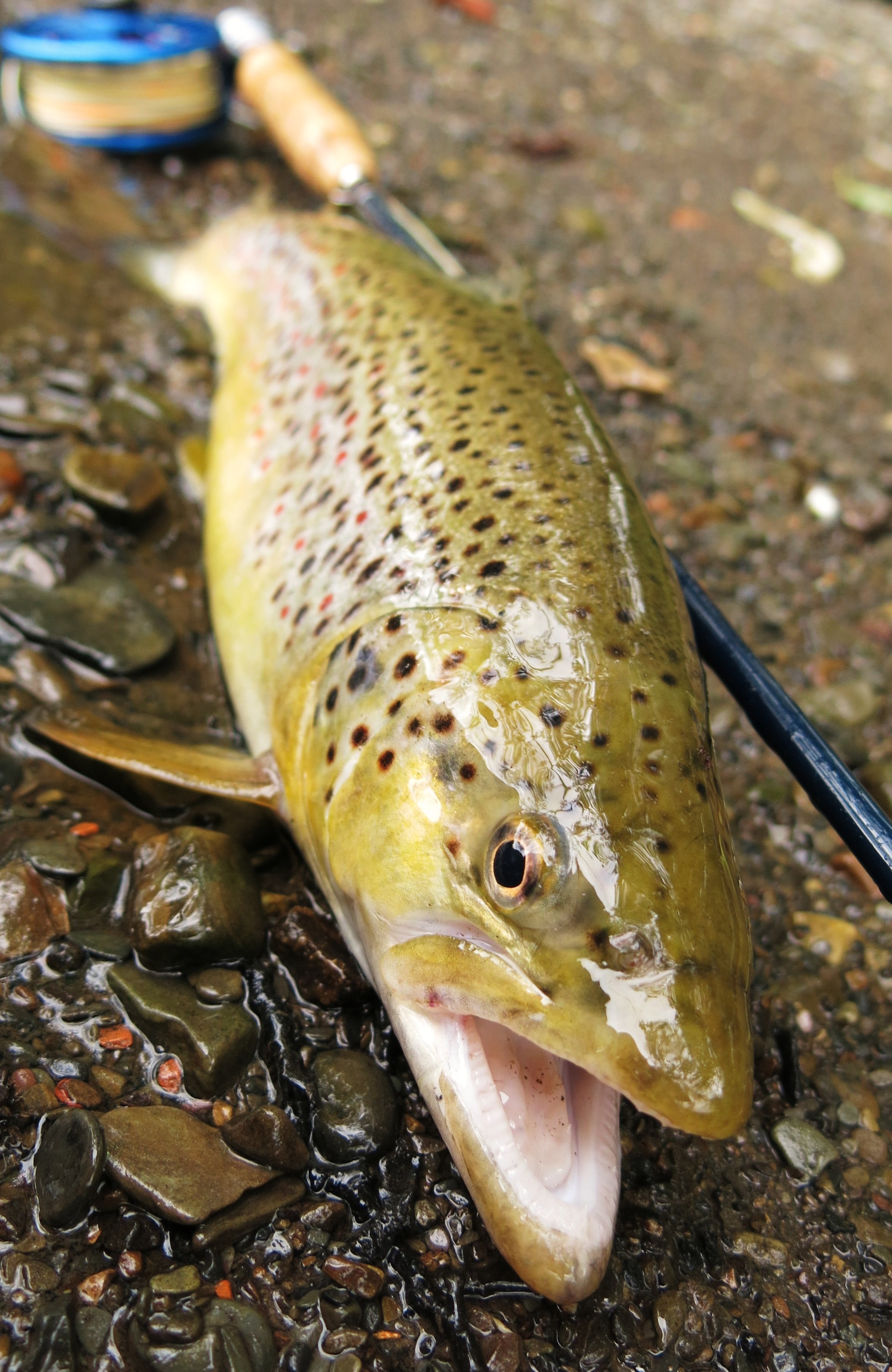 Fliegenfischen auf Bachforellen