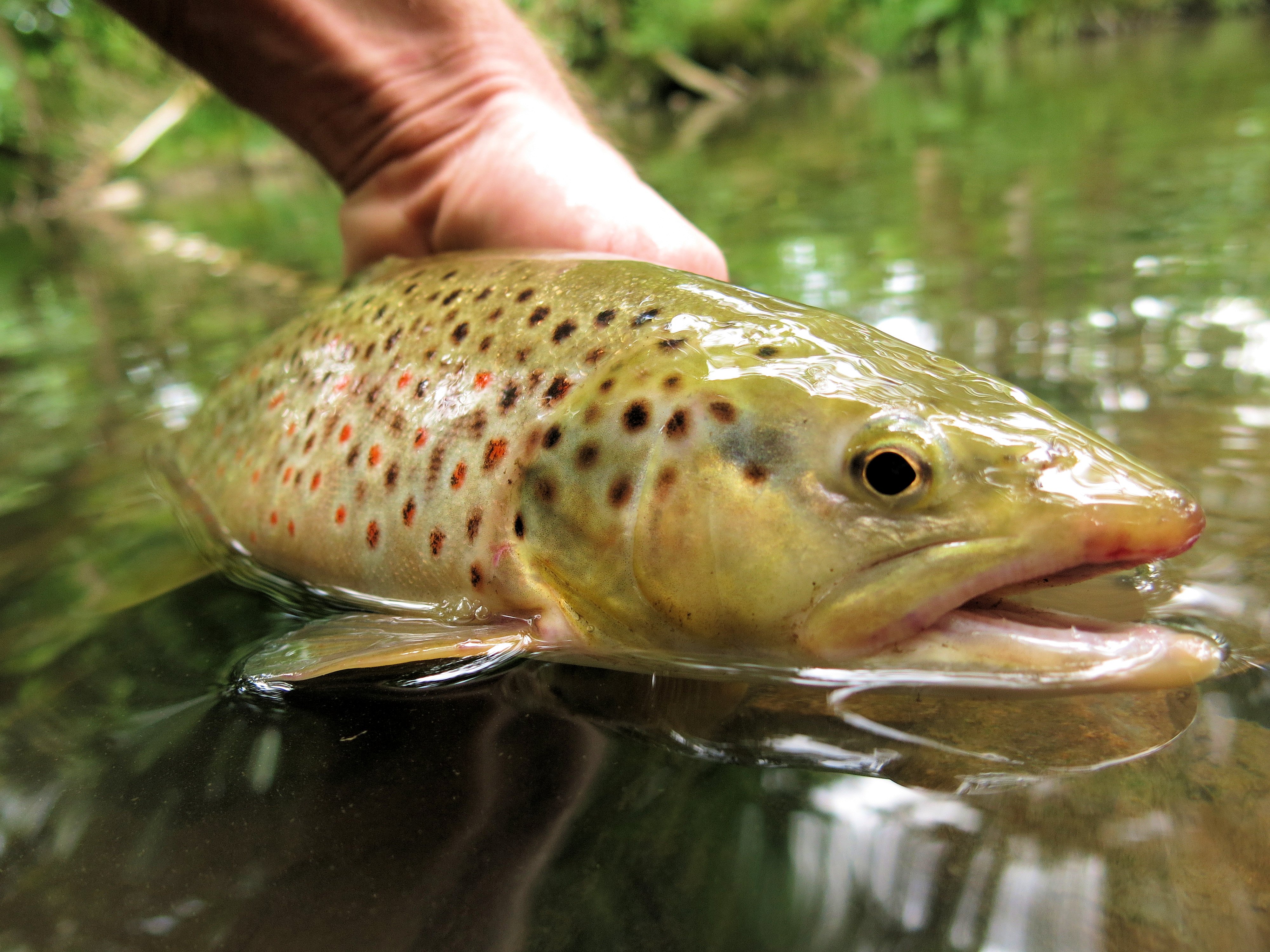 Fliegenfischen auf Bachforellen