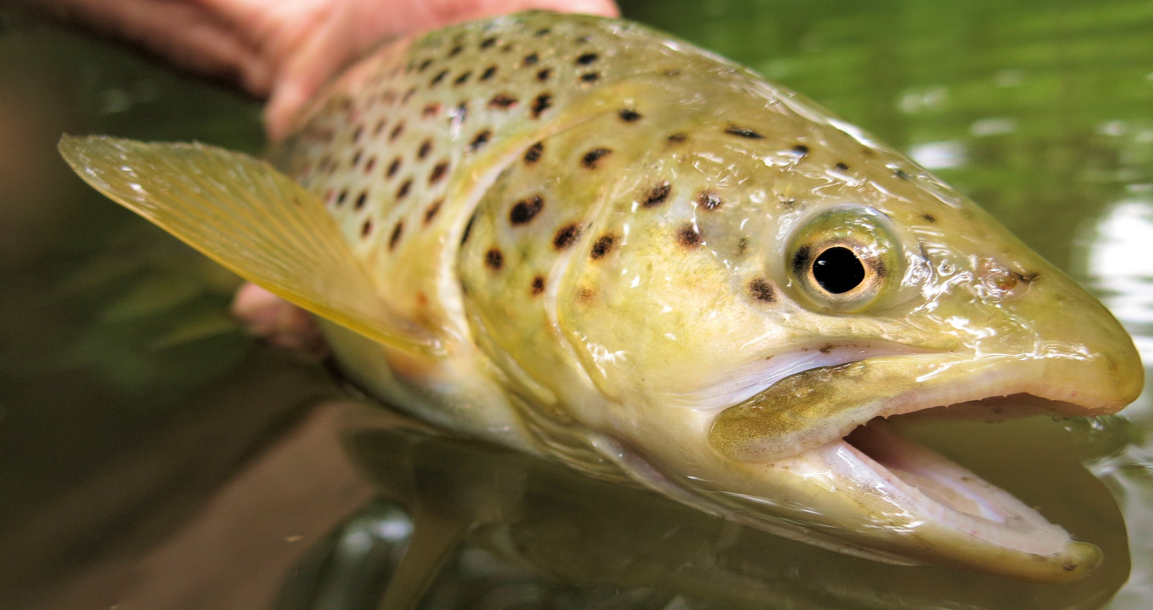 Fliegenfischen auf Bachforellen