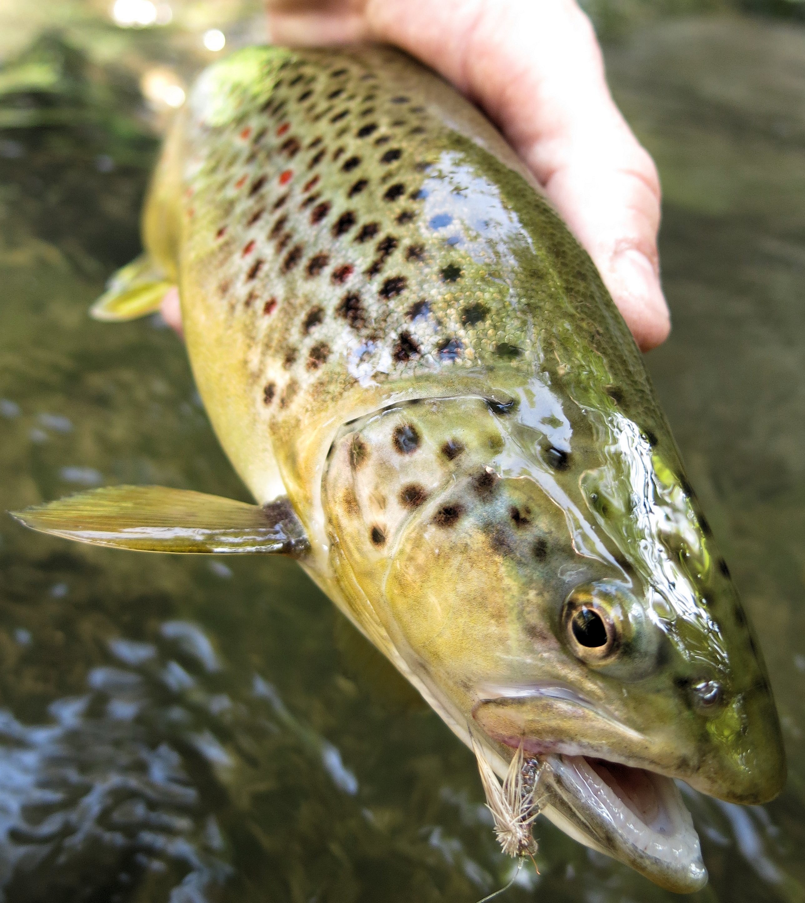 Fliegenfischen auf Bachforellen